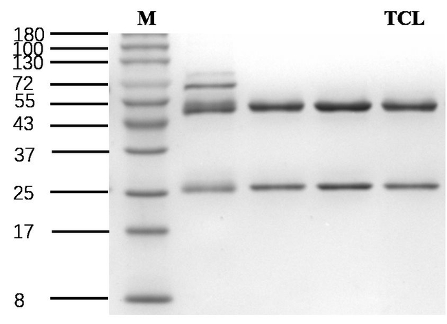 Teicoplanin Antibody in SDS-PAGE (SDS-PAGE)