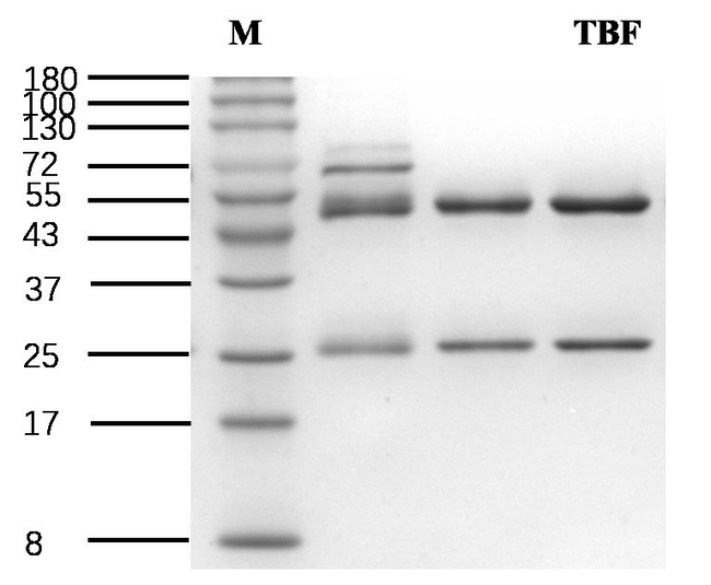 Tebufenozide Antibody in SDS-PAGE (SDS-PAGE)