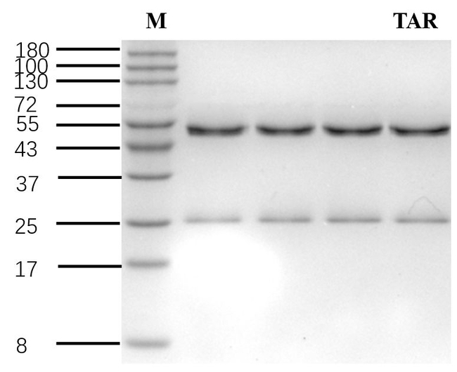 Tartrazine Antibody in SDS-PAGE (SDS-PAGE)
