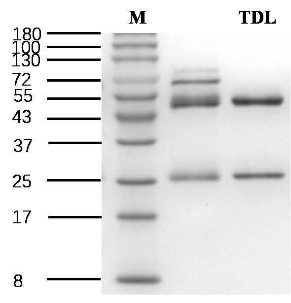 Tadalafil Antibody in SDS-PAGE (SDS-PAGE)