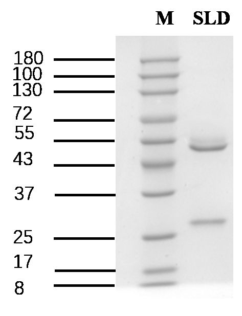 Sulindac Antibody in SDS-PAGE (SDS-PAGE)