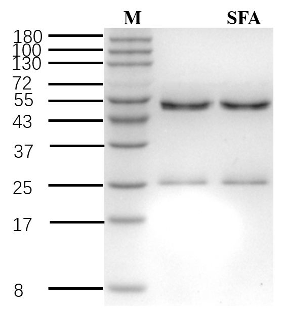 Sulfoxaflor Antibody in SDS-PAGE (SDS-PAGE)