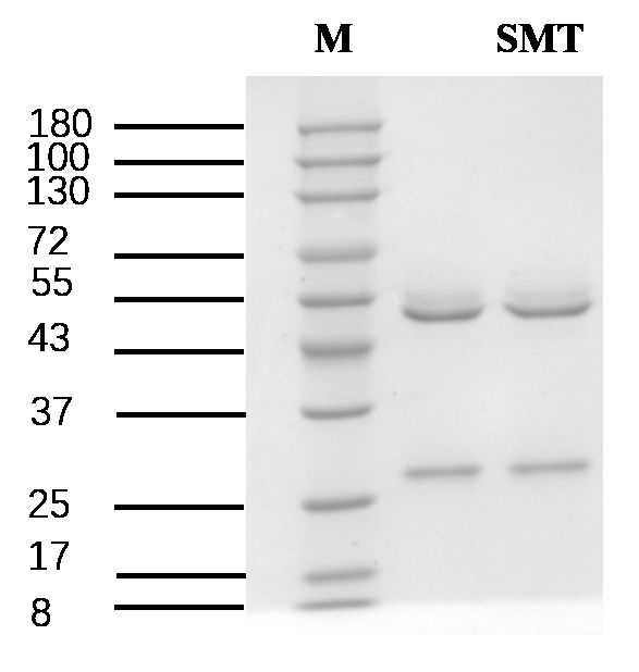 Sulfometuron Antibody in SDS-PAGE (SDS-PAGE)