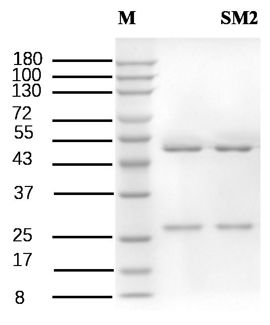 Sulfamethazine Antibody in SDS-PAGE (SDS-PAGE)