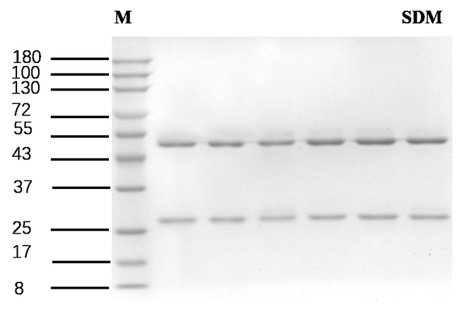 Sulfadimethoxine Antibody in SDS-PAGE (SDS-PAGE)