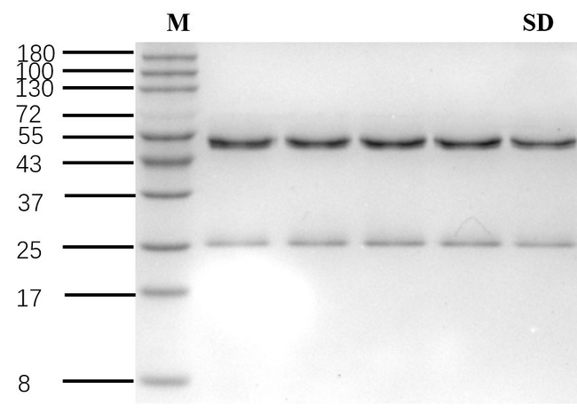 Sulfadiazine Antibody in SDS-PAGE (SDS-PAGE)