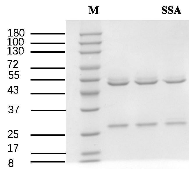 Sulfa synergist agent Antibody in SDS-PAGE (SDS-PAGE)