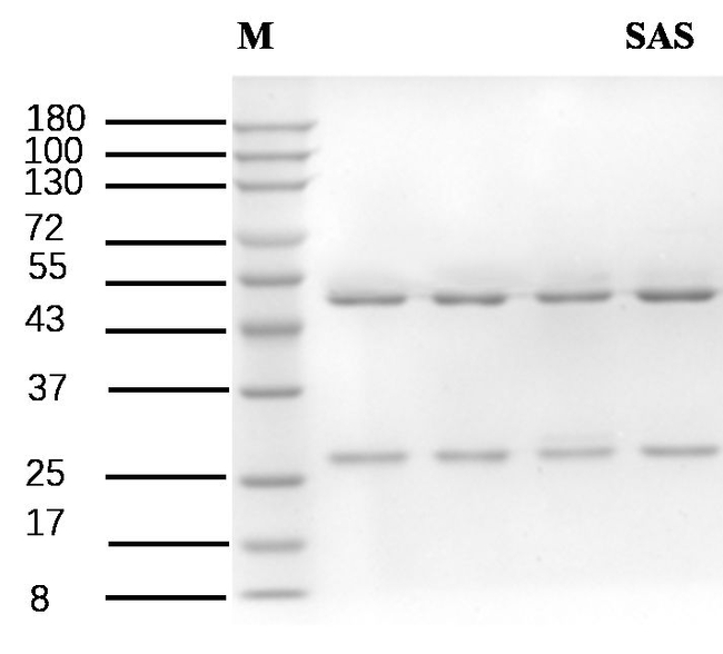Sulfa II Antibody in SDS-PAGE (SDS-PAGE)