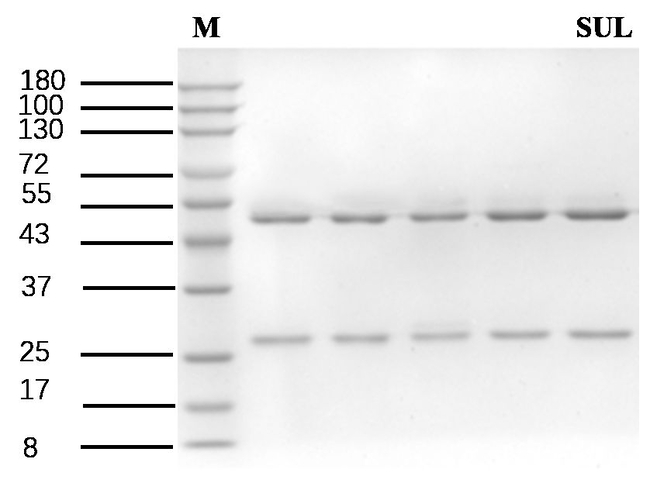 Sulcotrione Antibody in SDS-PAGE (SDS-PAGE)