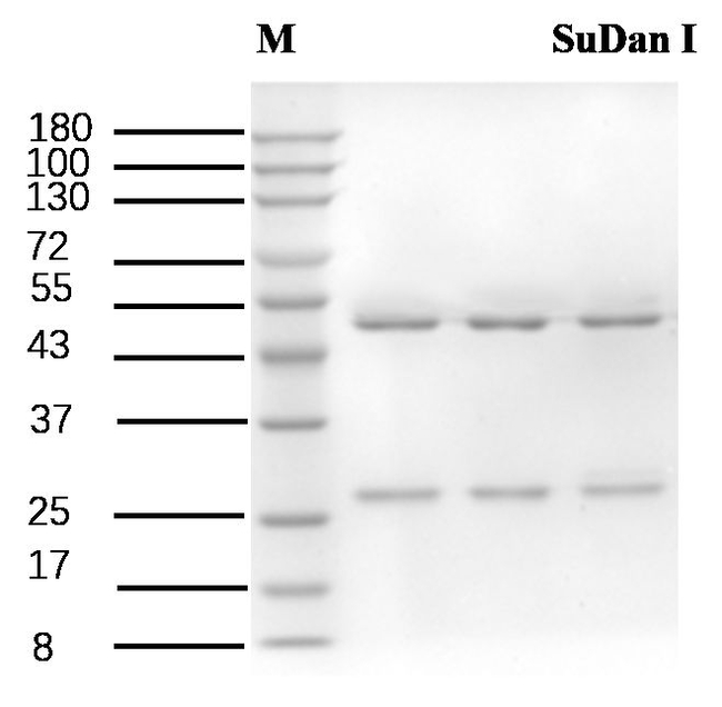 Sudan I Antibody in SDS-PAGE (SDS-PAGE)