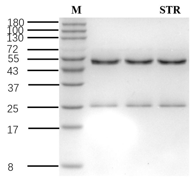 Streptomycin Antibody in SDS-PAGE (SDS-PAGE)