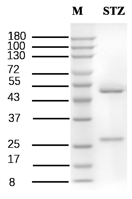 Stanozolol Antibody in SDS-PAGE (SDS-PAGE)