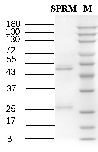Spiramycin Antibody in SDS-PAGE (SDS-PAGE)