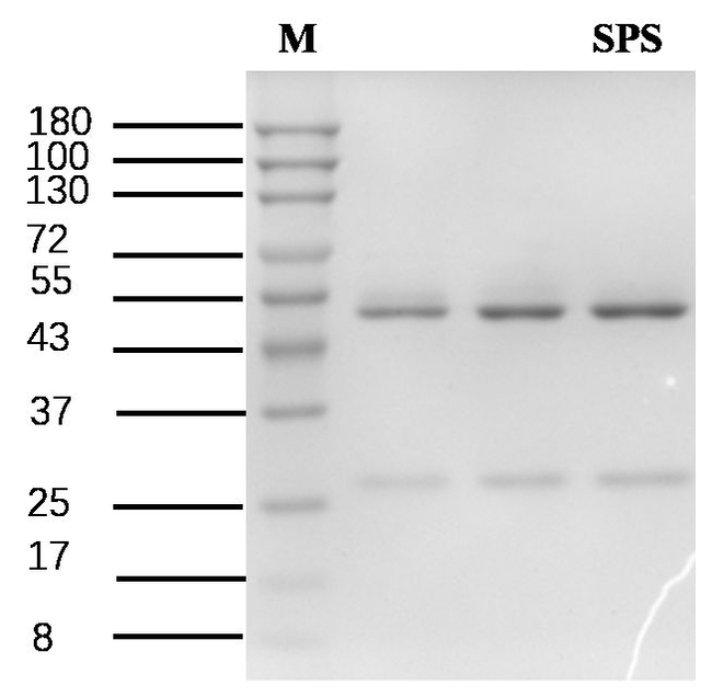 Spinosad Antibody in SDS-PAGE (SDS-PAGE)