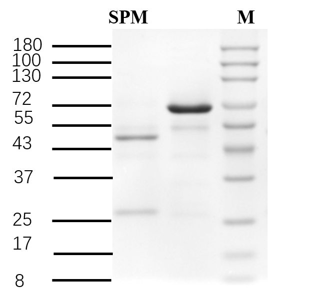 Spectinomycin Antibody in SDS-PAGE (SDS-PAGE)