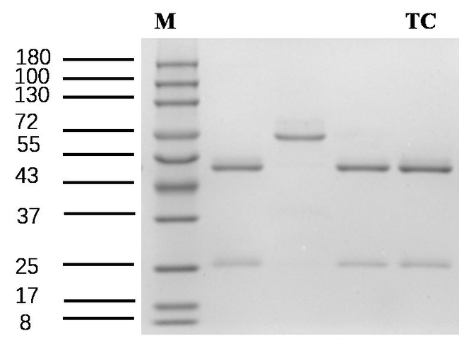 Specific tetracycline Antibody in SDS-PAGE (SDS-PAGE)