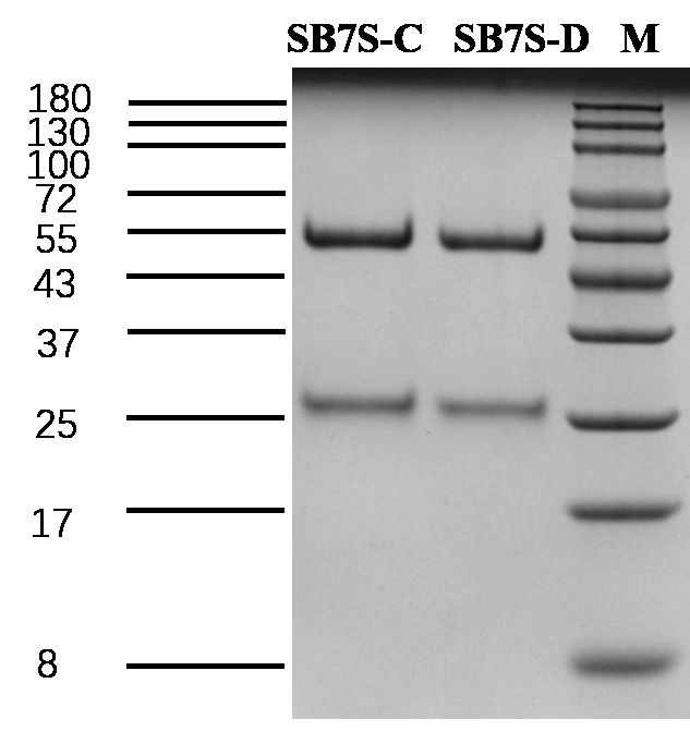 Soybean 7s globulin Antibody in SDS-PAGE (SDS-PAGE)