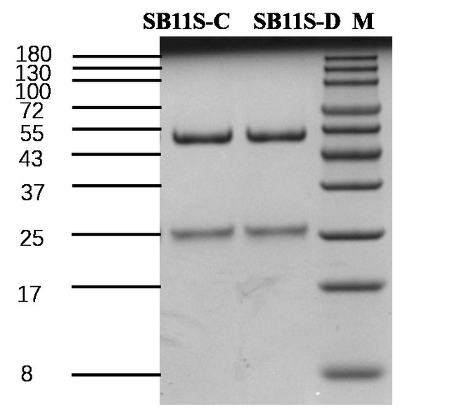 Soybean 11s globulin Antibody in SDS-PAGE (SDS-PAGE)