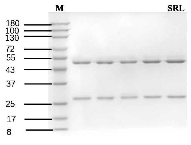 Sirolimus Antibody in SDS-PAGE (SDS-PAGE)