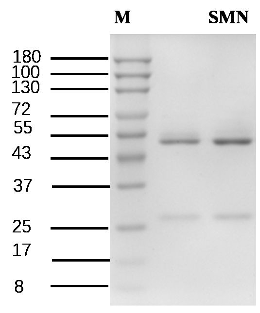Sinomenine Antibody in SDS-PAGE (SDS-PAGE)
