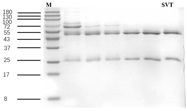 Simvastatin Antibody in SDS-PAGE (SDS-PAGE)