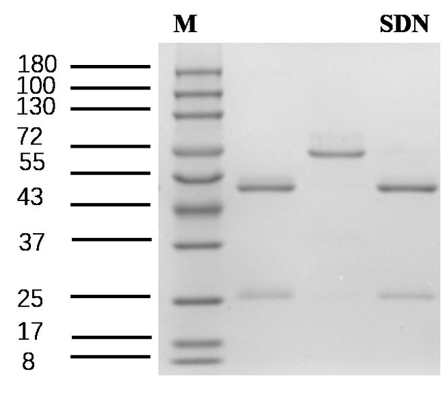 Sildenafil Antibody in SDS-PAGE (SDS-PAGE)
