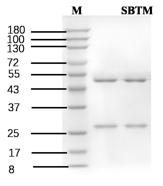 Sibutramine Antibody in SDS-PAGE (SDS-PAGE)