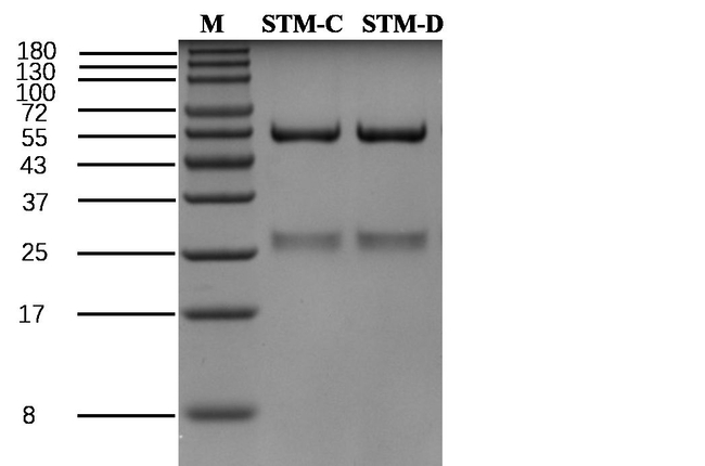 Shrimp tropomyosin Antibody in SDS-PAGE (SDS-PAGE)