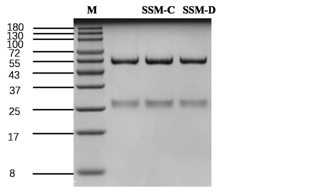 Sesame protein Antibody in SDS-PAGE (SDS-PAGE)