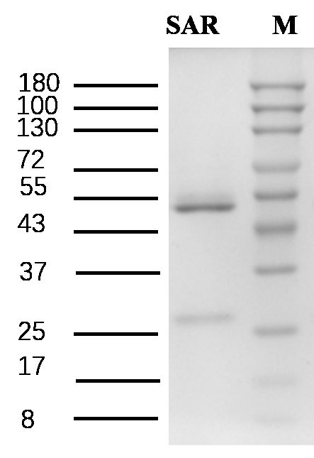 Sarafloxacin Antibody in SDS-PAGE (SDS-PAGE)
