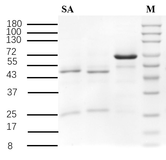 Salicylic acid Antibody in SDS-PAGE (SDS-PAGE)