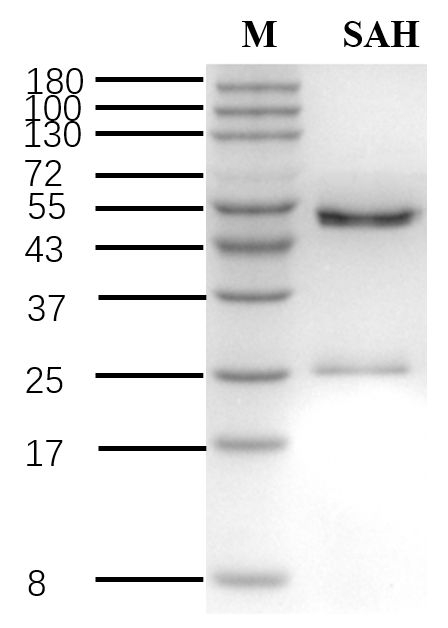 S-Adenosyl-Homocysteine Antibody in SDS-PAGE (SDS-PAGE)
