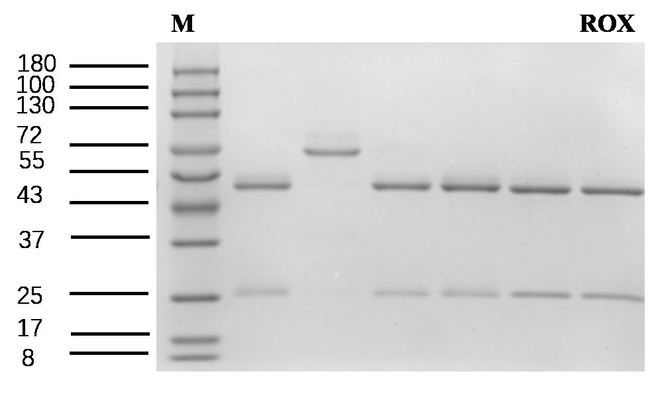 Roxarsone Antibody in SDS-PAGE (SDS-PAGE)
