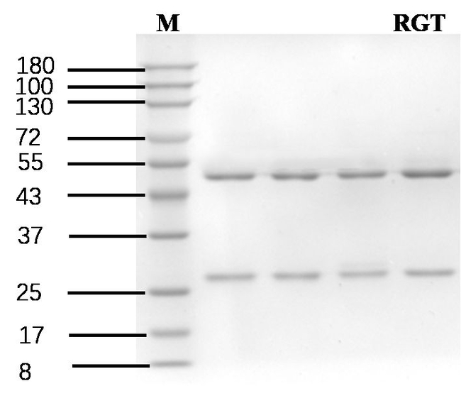 Rosiglitazone Antibody in SDS-PAGE (SDS-PAGE)
