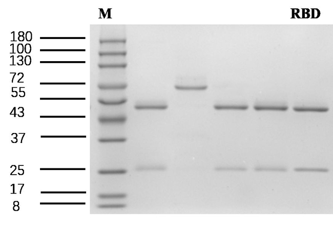 Robenidine Antibody in SDS-PAGE (SDS-PAGE)