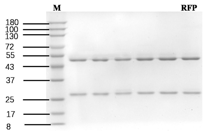 Rifampicin Antibody in SDS-PAGE (SDS-PAGE)