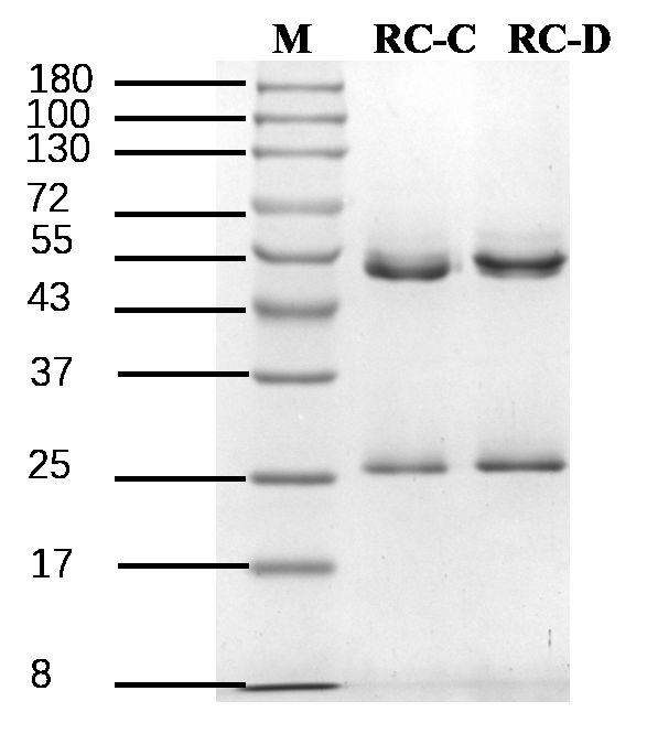 Ricin Antibody in SDS-PAGE (SDS-PAGE)