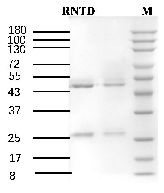 Ranitidine Antibody in SDS-PAGE (SDS-PAGE)