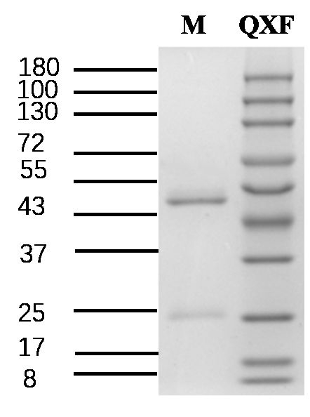 Quinoxyfen Antibody in SDS-PAGE (SDS-PAGE)