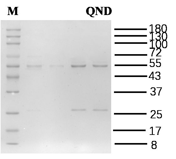 Quinidine Antibody in SDS-PAGE (SDS-PAGE)