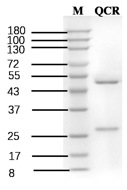 Quinclorac Antibody in SDS-PAGE (SDS-PAGE)