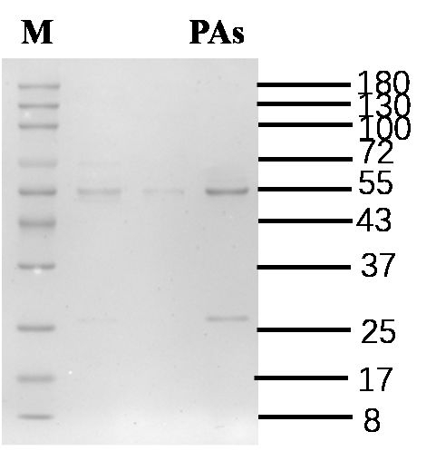 pyrrolizidinealkaloids Antibody in SDS-PAGE (SDS-PAGE)