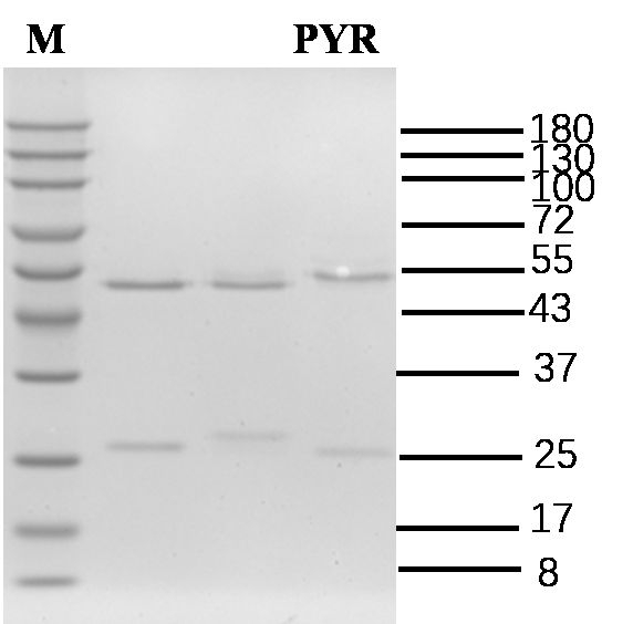 Pyrimethanil Antibody in SDS-PAGE (SDS-PAGE)