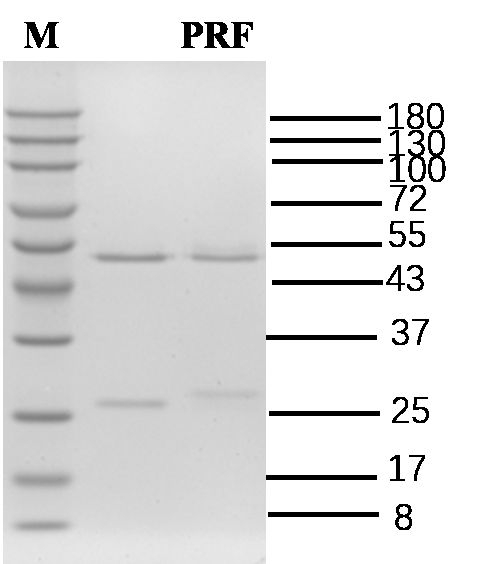 Pyriftalid Antibody in SDS-PAGE (SDS-PAGE)