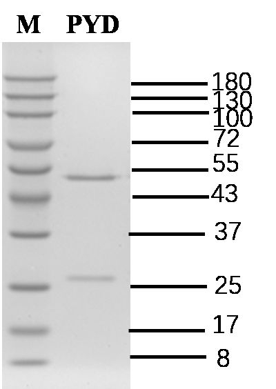 Pyridaben Antibody in SDS-PAGE (SDS-PAGE)