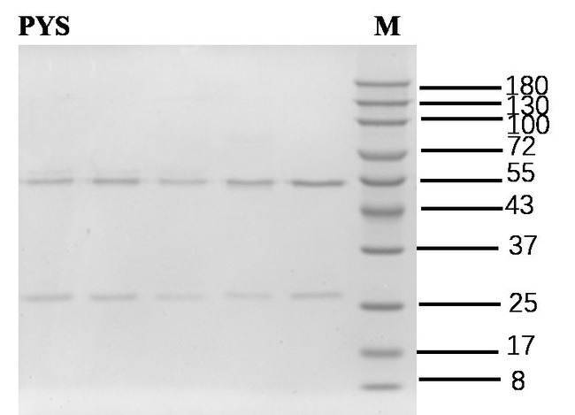 Pyrethroids Antibody in SDS-PAGE (SDS-PAGE)