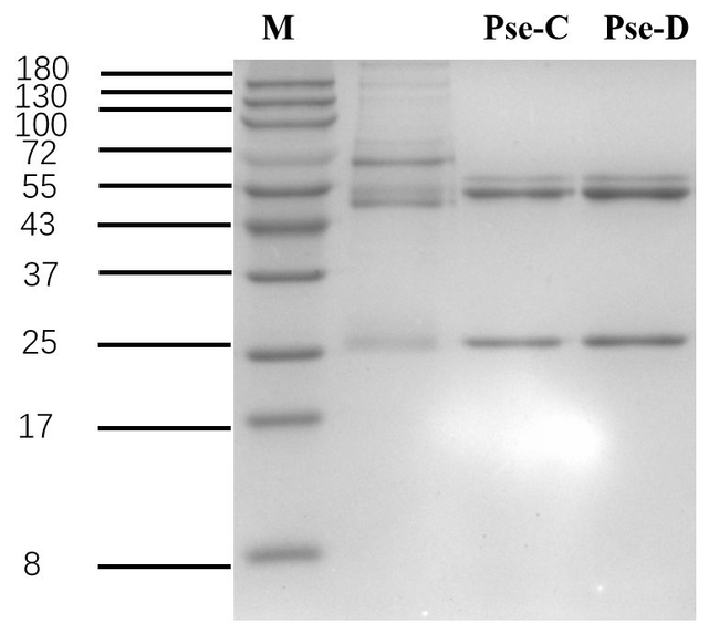 Pseudomonas aeruginosa Antibody in SDS-PAGE (SDS-PAGE)