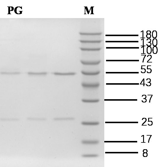 Prostaglandin Antibody in SDS-PAGE (SDS-PAGE)