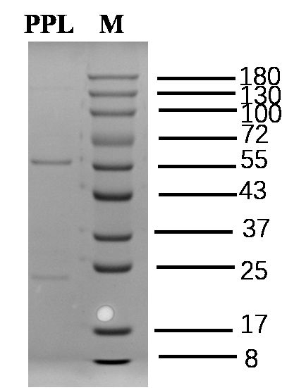 Propmnolol Antibody in SDS-PAGE (SDS-PAGE)