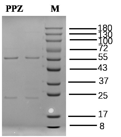 Propiconazole Antibody in SDS-PAGE (SDS-PAGE)